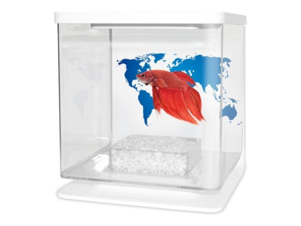 Cat-Gato Betarium Betta kit world map 2 l